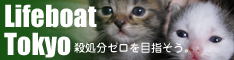 ライフボート東京～子猫の里親募集
